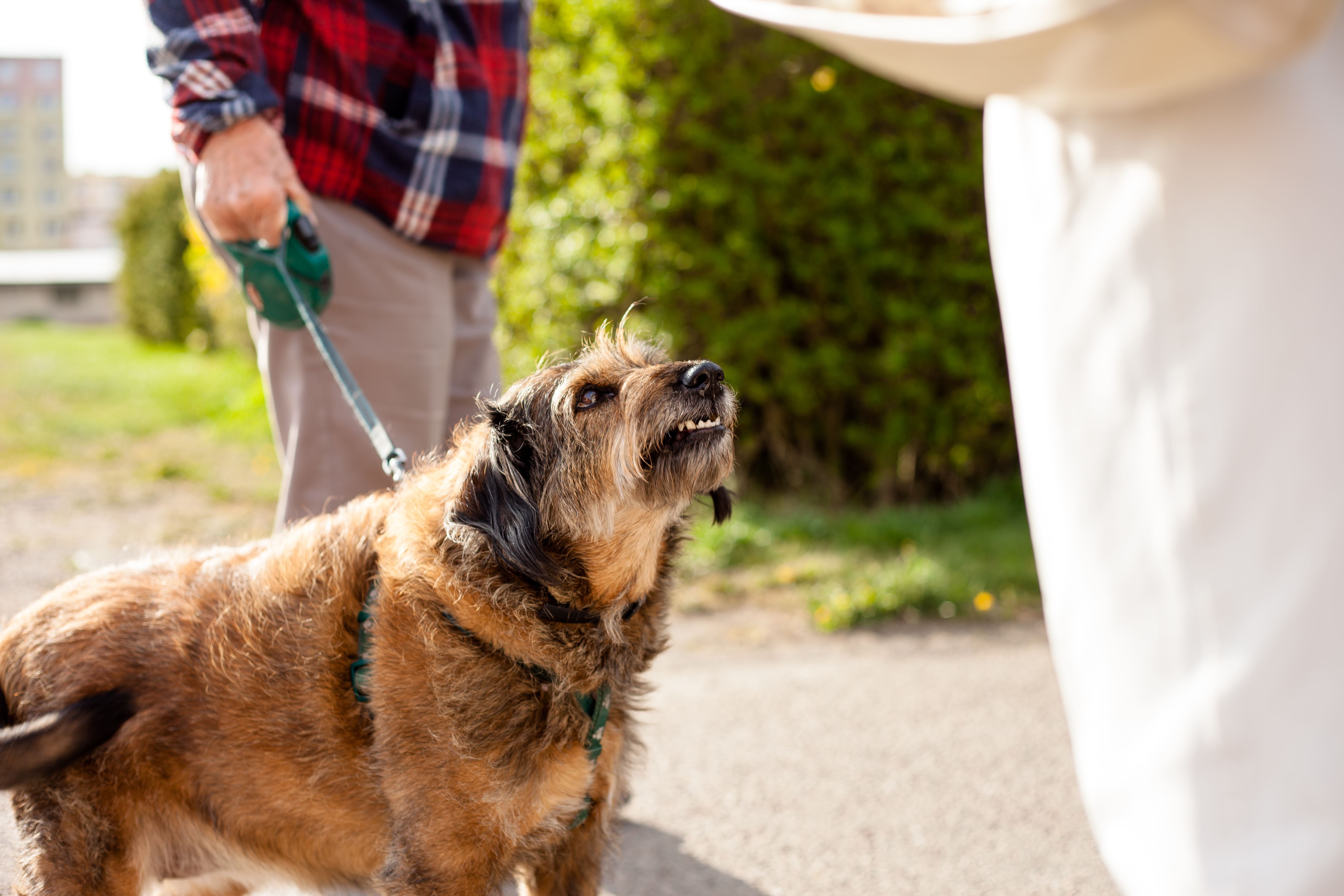 dog on leash looking up at passerby